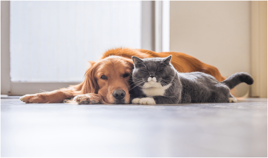 Can Your Pets Benefit From CBD & Should They Use It?